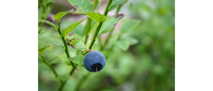 Blueberry Plant