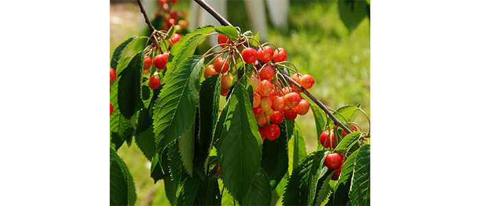 Cherry Plant
