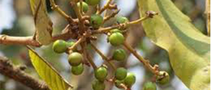Chironji Plant