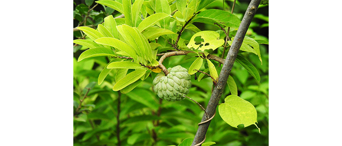 Custard Apple Fruit Plant