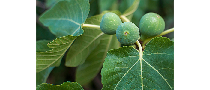 Fig Plant