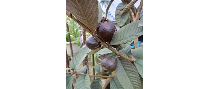 Guava Plant