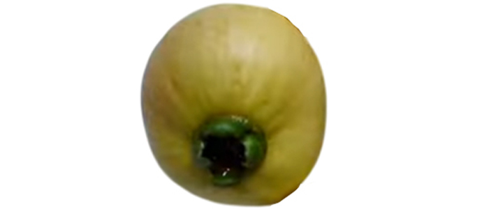 Rose Apple Fruit Plant