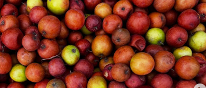 Indian Jujube Plant