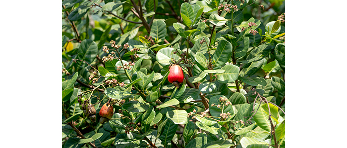 Cashew Plant