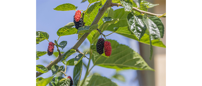 Mulberry Plant