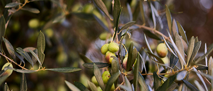 olive Fruit Plant