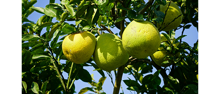 Papanas Pomelo Fruit Plant