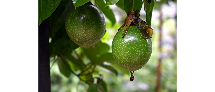 Passion Fruit Plant