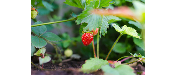 Strawberry Plant