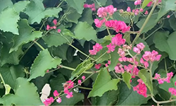 Climbing and Creeper Plants