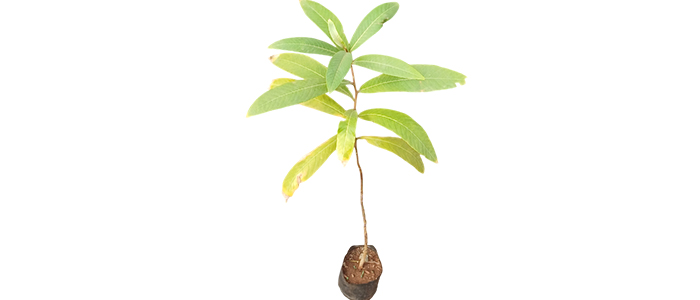 Arjuna Plant