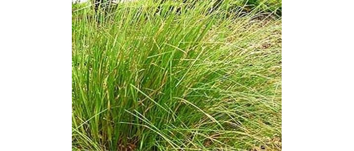 दर्भ Desmostachya bipinnata
