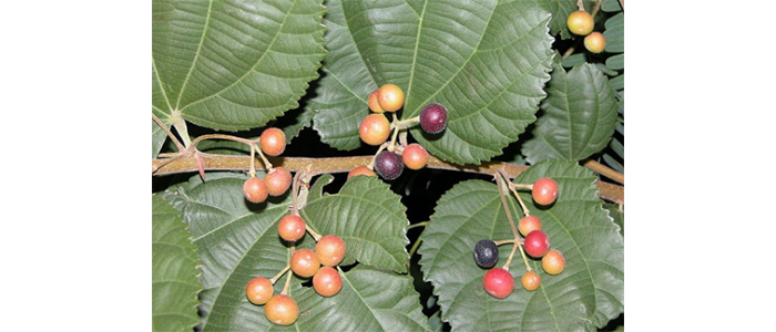 फालसा Grewia asiatica