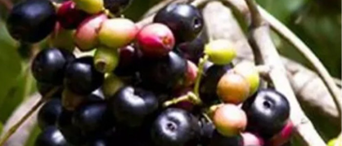 Jamun Tree