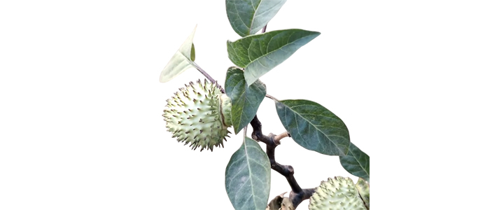 काळा धोत्रा Datura metel