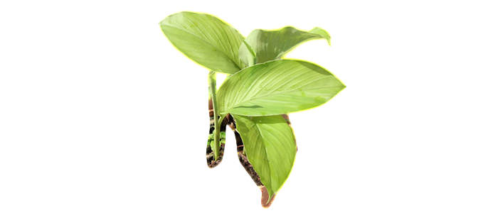 Lakadong Turmeric Plant