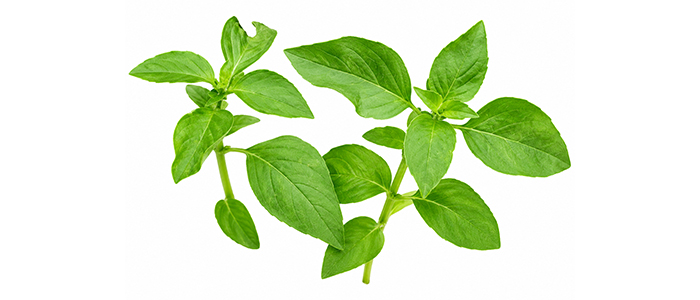 लेमन तुळस Ocimum africanum