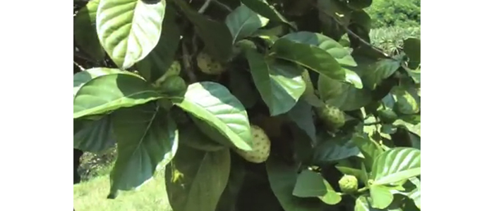 Noni Plant