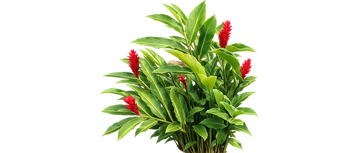 रेड जिंजर Alpinia purpurata