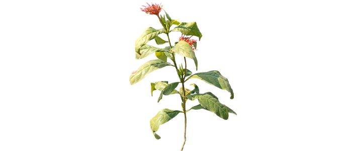 Sarpgandha Plant