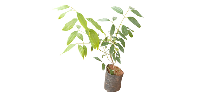 तमालपत्र Cinnamomum tamala