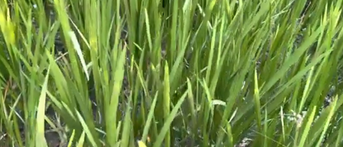 वेखंड Acorus calamus