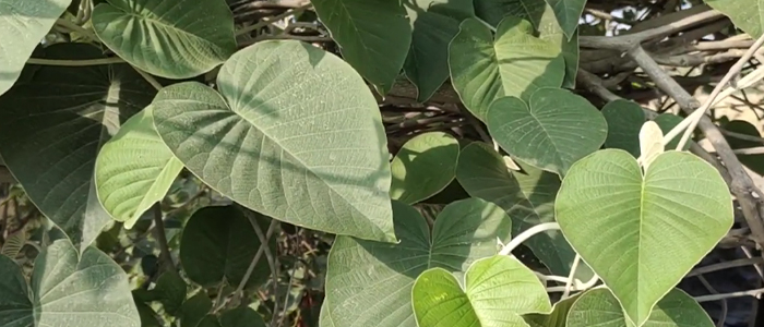 विधारा Argyreia nervosa