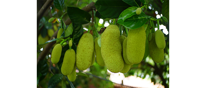 Jackfruit Tree