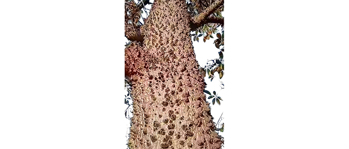 काटे सावर वृक्ष