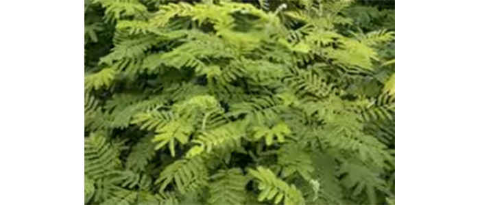 खैर नक्षत्र वृक्ष