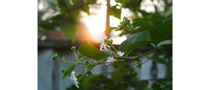 पारिजातक वृक्ष