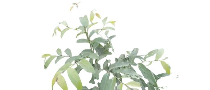 रिठा वृक्ष