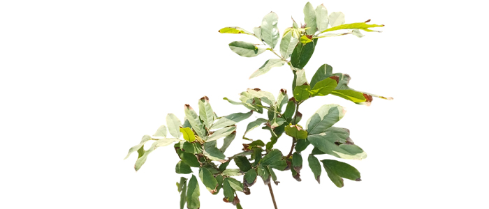 Seeta Ashoka Plant