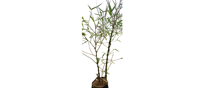 Buddha Belly Bamboo