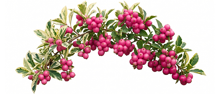 Ardisia elliptica var. variegata Plant