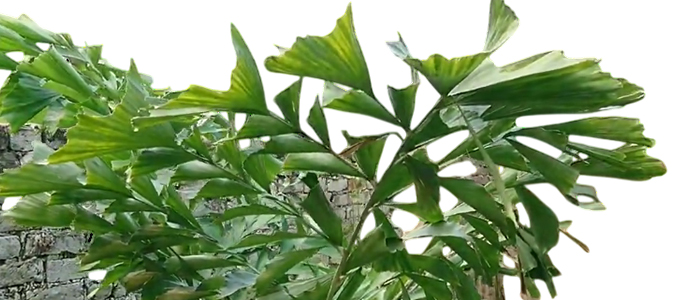 Fishtail Palm Caryota
