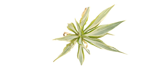 Furcraea Ornamental Plant