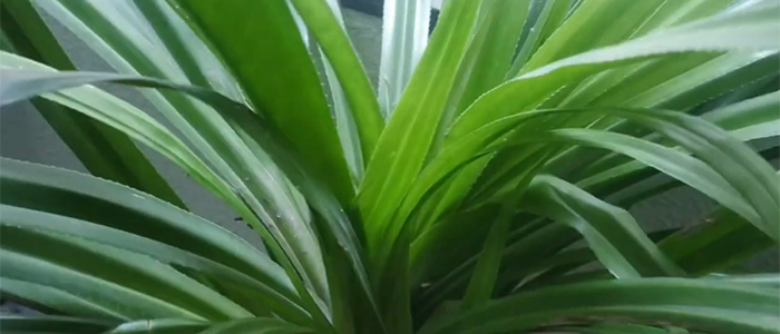 Pandanus odorifer Kewda Plant