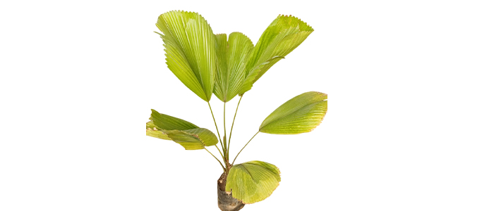 Grandis Palm Licuala grandis