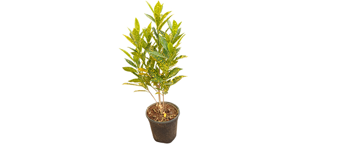 Codiaeum variegatum Plant