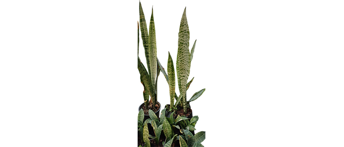 Dracaena trifasciata Snake Plant
