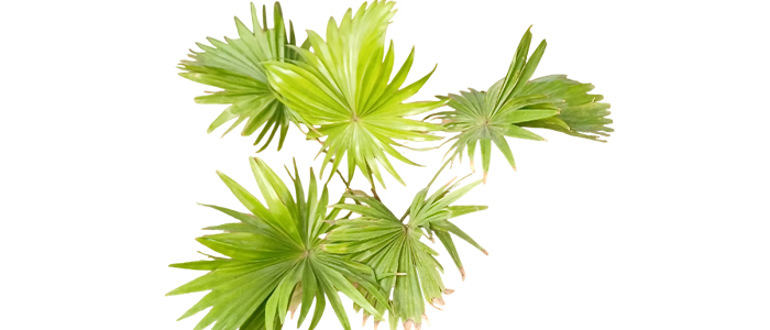 Table Palm Livistona rotundifolia