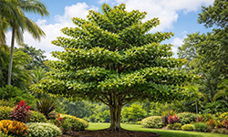 Terminalia mantaly