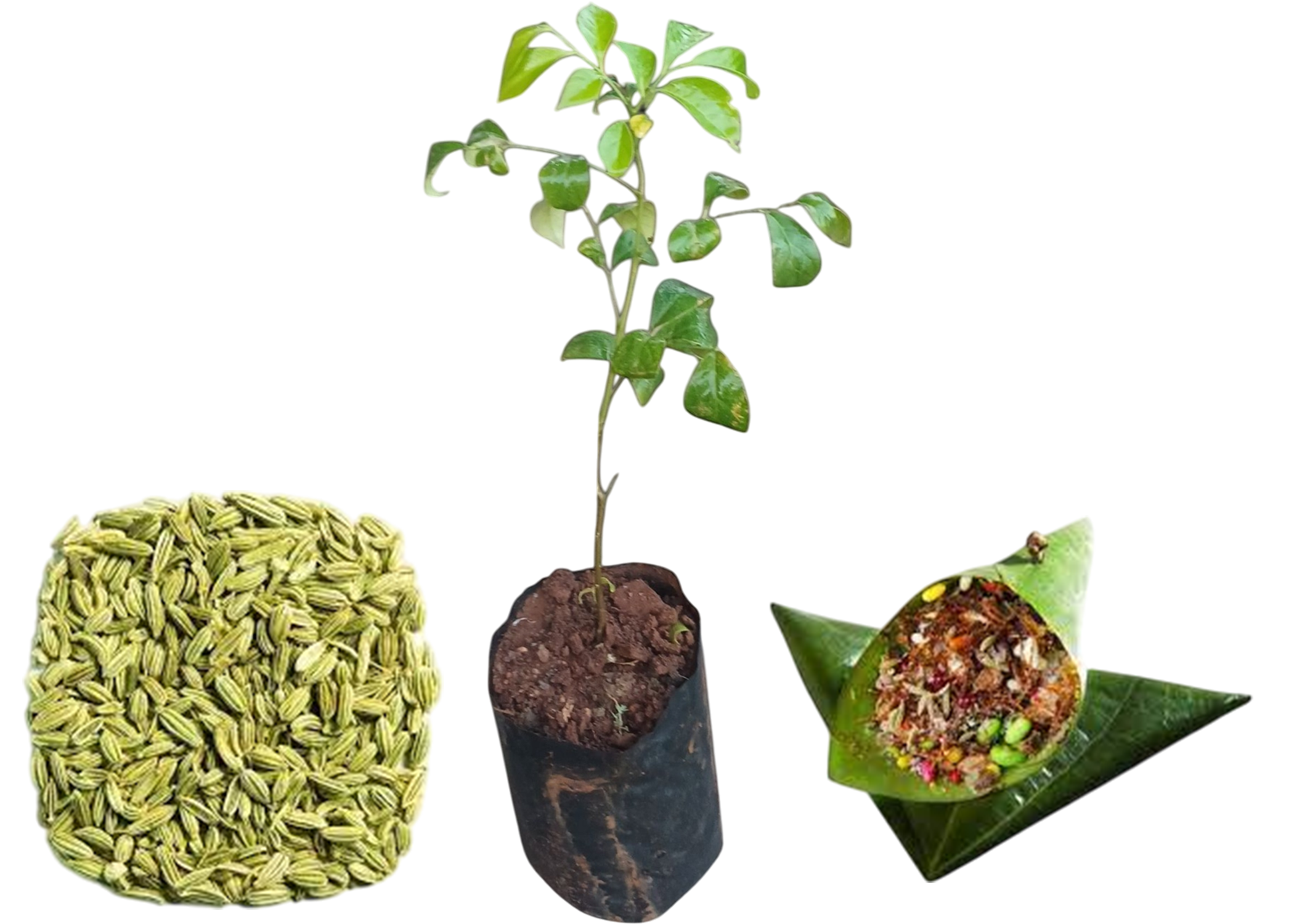 Pan Masala Rare Plant