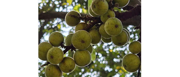 पायर Ficus virens