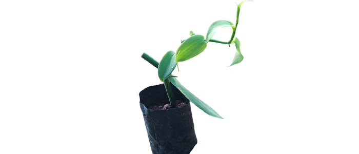 Vanilla Plant