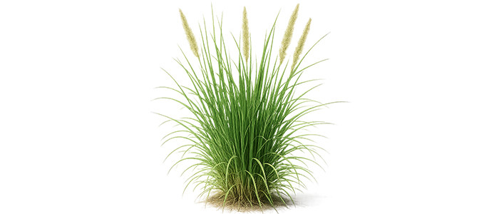 Darbha Grass Plant
