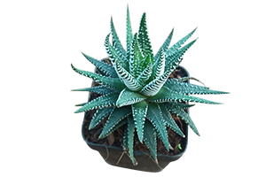 Zebra Plant