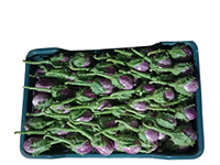 Deshi vangi farming field